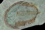 Bargain, Longianda Trilobite With Pos/Neg - Issafen, Morocco #170637-5
